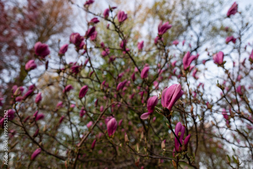 Kwitnące magnolie w parku w Pszczynie, wiosenny krajobraz w ciepłym świetle