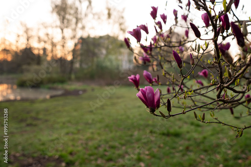Park w Pszczynie wiosną o poranku, ciepłe światło słoneczne i świeża zieleń