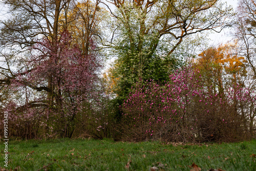 Kwitnące magnolie w parku w Pszczynie, wiosenny krajobraz w ciepłym świetle