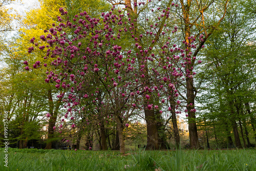 Kwitnące magnolie w parku w Pszczynie, wiosenny krajobraz w ciepłym świetle