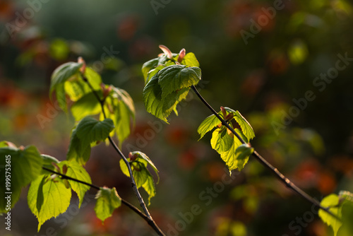Młode wiosenne liście na drzewach w ciepłym porannym świetle