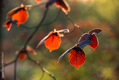 Młode wiosenne liście na drzewach w ciepłym porannym świetle