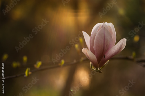 Kwiat magnolii w zbliżeniu, wiosna w parku w Pszczynie, delikatne światło