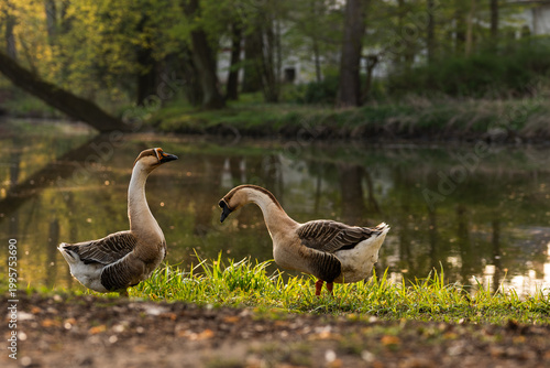 Park w Pszczynie wiosną o poranku, ciepłe światło słoneczne i świeża zieleń