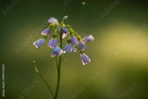 Wiosenne kwiaty w ciepłym porannym świetle, naturalna fotografia przyrodnicza