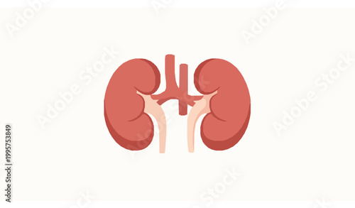 Human kidney anatomy flat vector illustration isolated on white