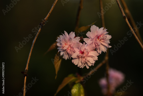 Kwiaty wiśni Kanzan w ciepłym świetle, wiosenne zbliżenie kwiatów