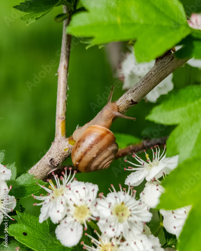 A close-up of a garden snail on a white-flowered hawthorn branch. Soft natural lighting highlights the snail's texture and the delicate spring bloom. 