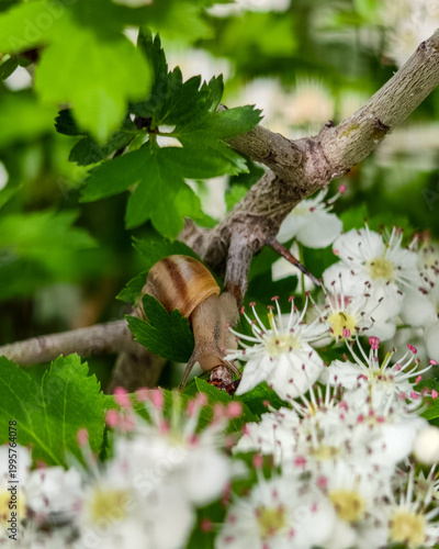 A close-up of a garden snail on a white-flowered hawthorn branch. Soft natural lighting highlights the snail's texture and the delicate spring bloom. 