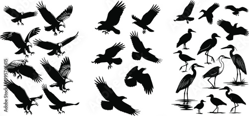 Detailed collection of black bird silhouettes featuring majestic eagles, flying hawks, soaring vultures, graceful herons, and wading shorebirds for nature design.