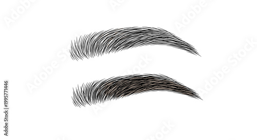 High detail illustration of two different eyebrow shapes and textures for beauty salon services or cosmetic makeup application tutorials.
