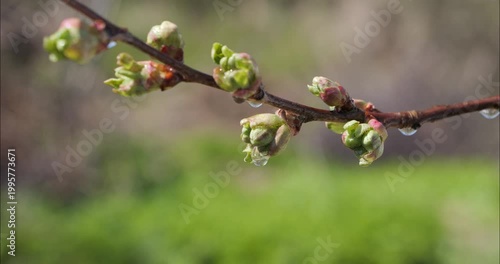 Green young buds on a branch. Nature and flora are renewed in spring. Water drops drip.