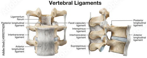 Vertebral ligaments of the spine providing stability, flexibility, and supporting spinal movement and posture, medically illustration, labeled