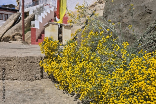 Yellow alpine wildflowers growing near monastery in Ladakh, India, quiet everyday life, natural details and calm atmosphere of remote Himalayan region