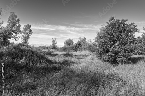 Wild grassy landscape with trees under open sky in black and white