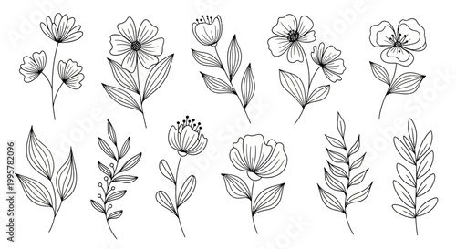 Detailed line drawings of various flowers.