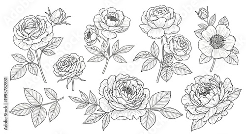 Roses flowers botanical line art drawing.