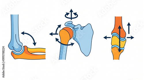 Types of Synovial Joints Diagram showing Hinge Ball and Socket and Gliding Joint Movement Vector
