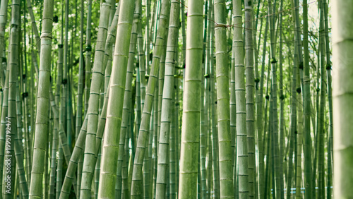 Bamboo forest with tall green stalks and dense foliage in natural setting