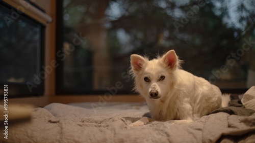 White dog lying on a bed in cozy warm indoor evening light, pet lifestyle and home comfort concept
