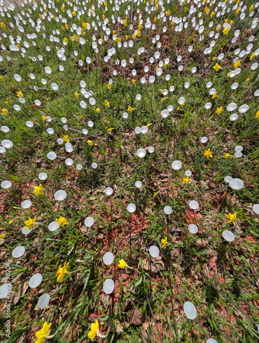 Dandelions
