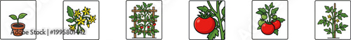 Vector icons showing the life cycle stages of a tomato plant.
