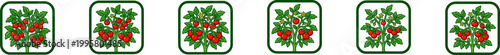 Six vector icons of tomato plants in square frames.