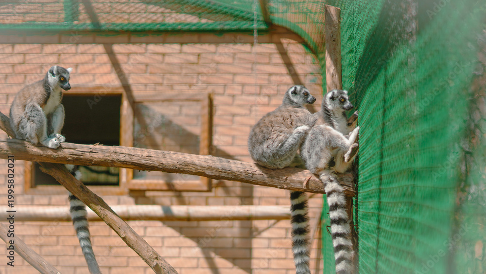 Fototapeta premium Three ring-tailed lemurs resting on a wooden branch in a zoo enclosure