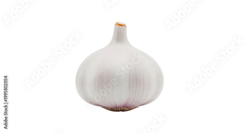 Vector illustration of fresh garlic bulb on a transparent background