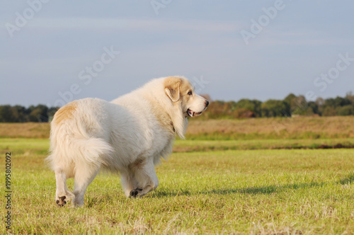 Great Pyrenees dog standing on a field in the countryside, natural landscape, active livestock guardian dog outdoors.