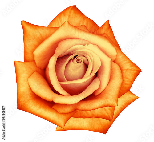 Rose  flower  on  isolated background with clipping path.  Studio shot. Transparent background	