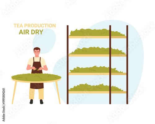 Air drying process of green tea leaves. Natural tea production cartoon vector illustration