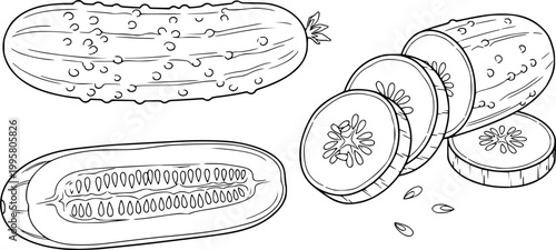 Pickled cucumber set outline sketch vector illustration
