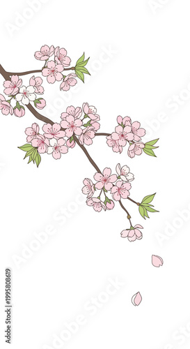 Pink cherry blossom branch with falling petals and green leaves on white background