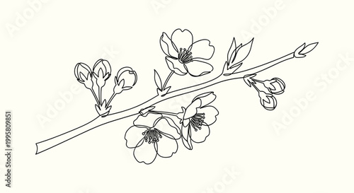 Minimalist one line art of sakura cherry blossom flower branch with buds for elegant floral design