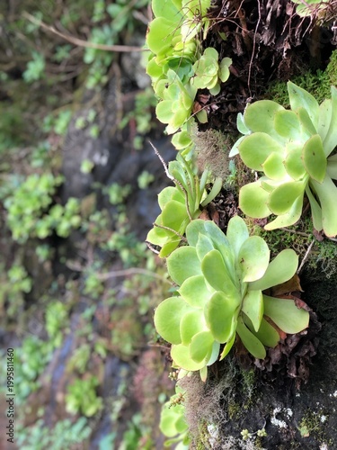 Lush fern plants in laurel forest, Madeira island, Portugal