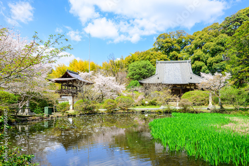 【奈良県】天理市 長岳寺 (2026/04/02撮影)