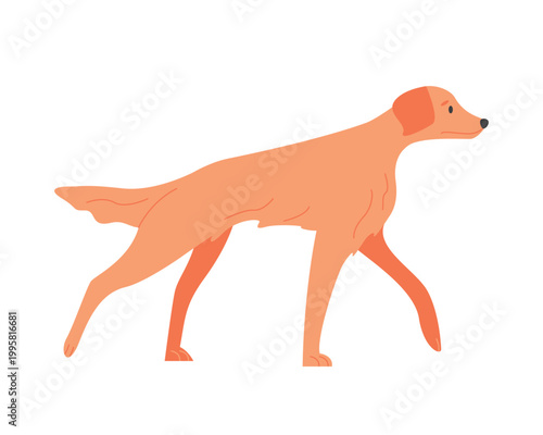 Walking irish setter dog. Domestic family canine breed, puppy friend cartoon vector illustration