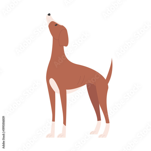 Whippet dog looking up. Domestic doggy breed, family puppy pet cartoon vector illustration