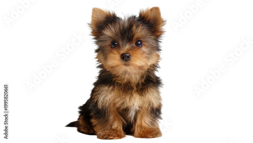 Fluffy brown and black Yorkshire Terrier puppy sitting attentively
