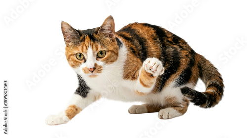 Cute calico cat stretching and looking down isolated on transparent background