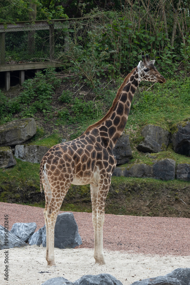 Obraz premium Giraffe standing