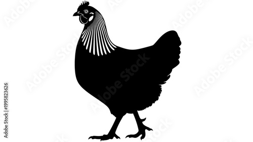 Black Silhouette of a Chicken Walking Isolated on White Background