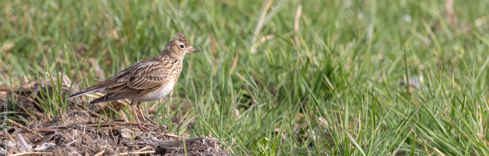 Fototapeta premium Eurasian skylark (Alauda arvensis) standing in the grass during the day at an open field near a dirt patch in springtime