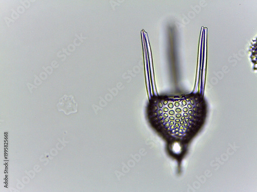 Radiolarian Siliceous Skeleton Multiple Specimens Diversity Light Microsc