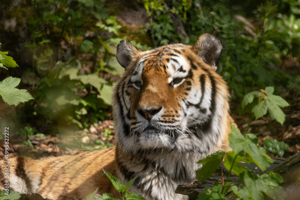 Obraz premium tiger in the zoo