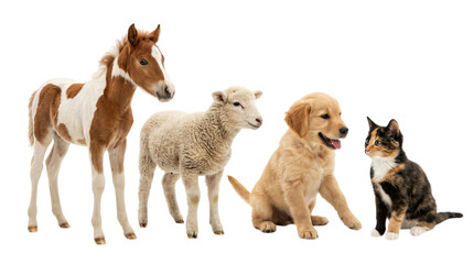 Horse, sheep, golden retriever dog and border collie dog together isolated on transparent background