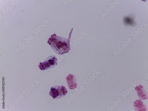 фотографія Brachionus Rotifer Multiple Specimens Lorica Morphology Light Micros