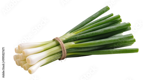 Photos Bound Fresh Green Bunch of Spring Onions with Twine