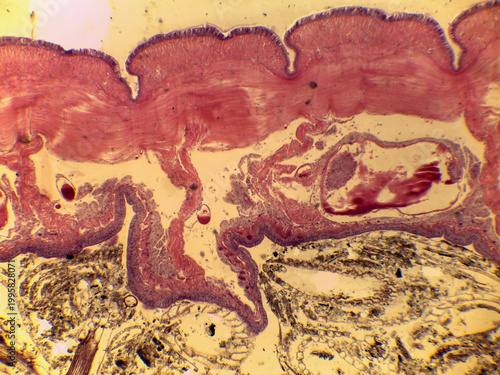 Tableau sur toile Earthworm Posterior Region Cross Section Internal Anatomy Light Microscopy